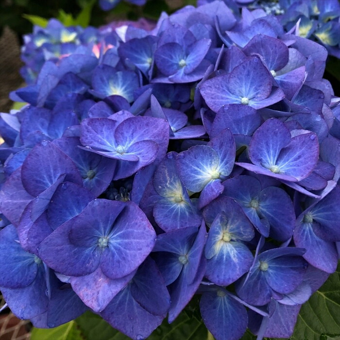 青色アジサイ 26232_1.jpg