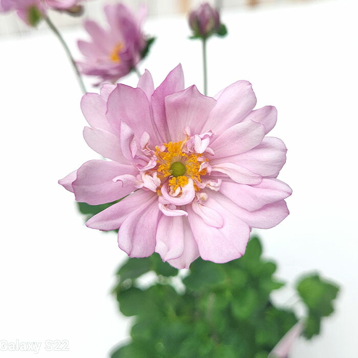 秋明菊苗 29741_1.jpg