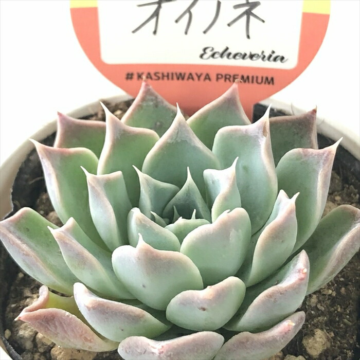 楽天市場】多肉植物 skエケベリア ハニー 多肉植物 エケベリア
