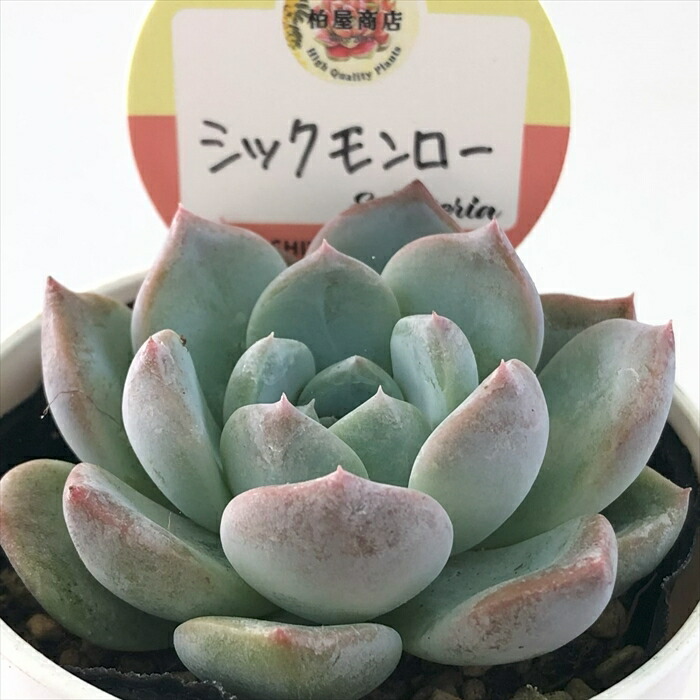 楽天市場】多肉植物 skエケベリア セプテンバーモーン 多肉植物 エケベリア 7.5cmポット : フラワーネット 日本花キ流通