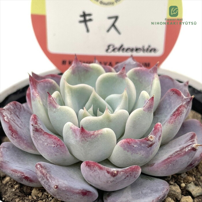 楽天市場】多肉植物 kswエケベリア キャンディーハート 柏屋商店さん苗