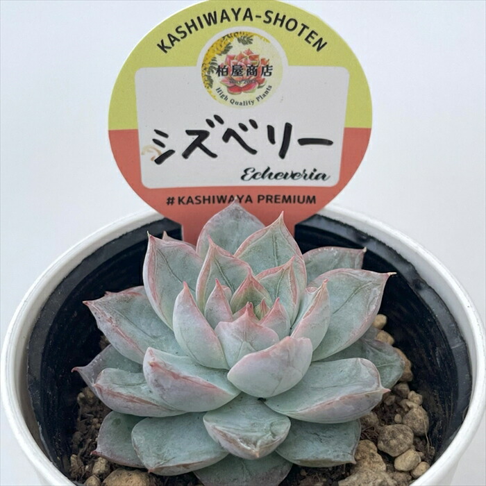 楽天市場】多肉植物 kswエケベリア アイコイリス 柏屋商店さん苗