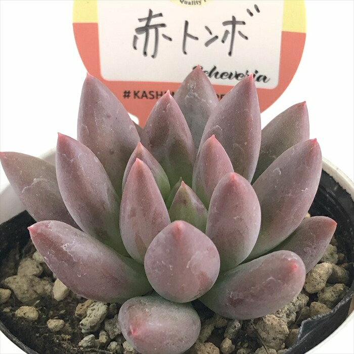 ファームパルクさんのバレンタインベアー | 年がら年中植物日和