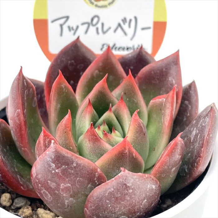 紫に染まる 大きな～✡️054芍薬牡丹✡️おらいさん ミックスベリア 多肉 紫に染まる 大きな～✡️054芍薬牡丹✡️おらいさん ミックス