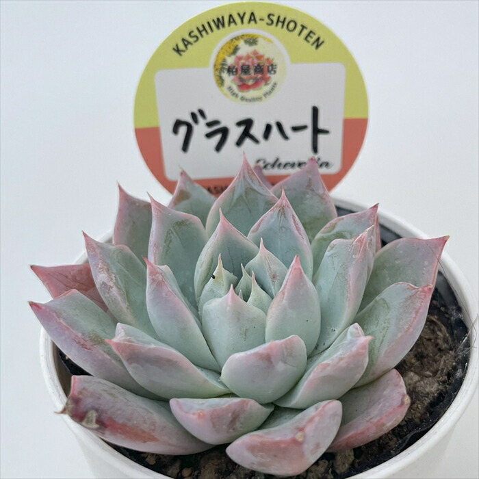 楽天市場】多肉植物 hmエケベリア ピンクアレックス 多肉植物