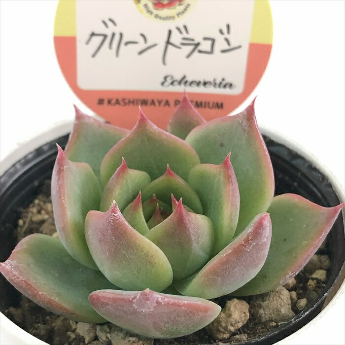 楽天市場】多肉植物 kswエケベリア ダークオパール 柏屋商店さん苗