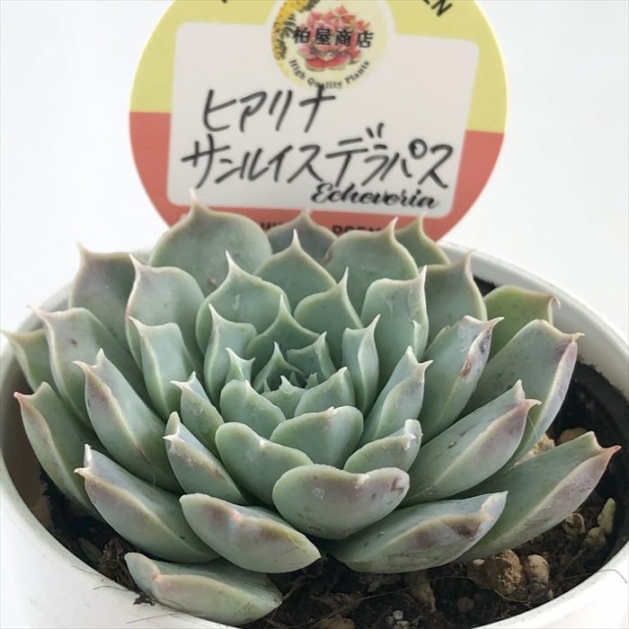 楽天市場】多肉植物 エケベリア 群月花 7.5cmポット 柏屋商店さん 観葉