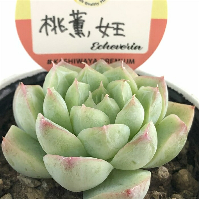 楽天市場】多肉植物 skエケベリア セプテンバーモーン 多肉植物 エケベリア 7.5cmポット : フラワーネット 日本花キ流通