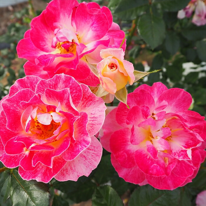 楽天市場】予約販売 バラ 苗 バラ 新苗 オールドローズ ロサムンディ