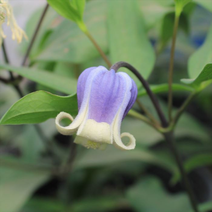 クレマチス　アディソニー　ヴィオルナ系 楽天市場】予約販売 クレマチス 苗 アディソニー ヴィオルナ系