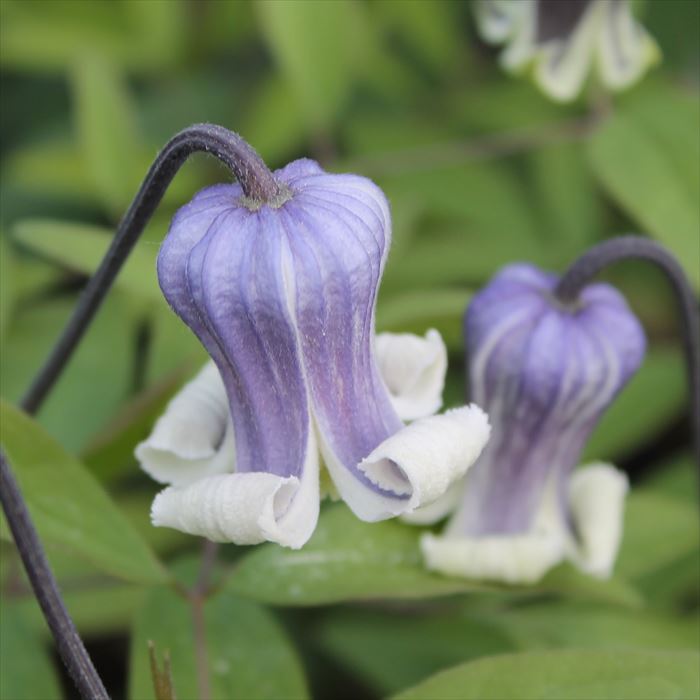 クレマチス苗 楽天市場】予約販売 クレマチス 苗 ブルーベル インテグリ