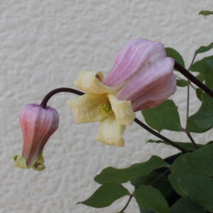 楽天市場】予約販売 クレマチス 苗 雫 ヴィオルナ系 壺型 ベル型