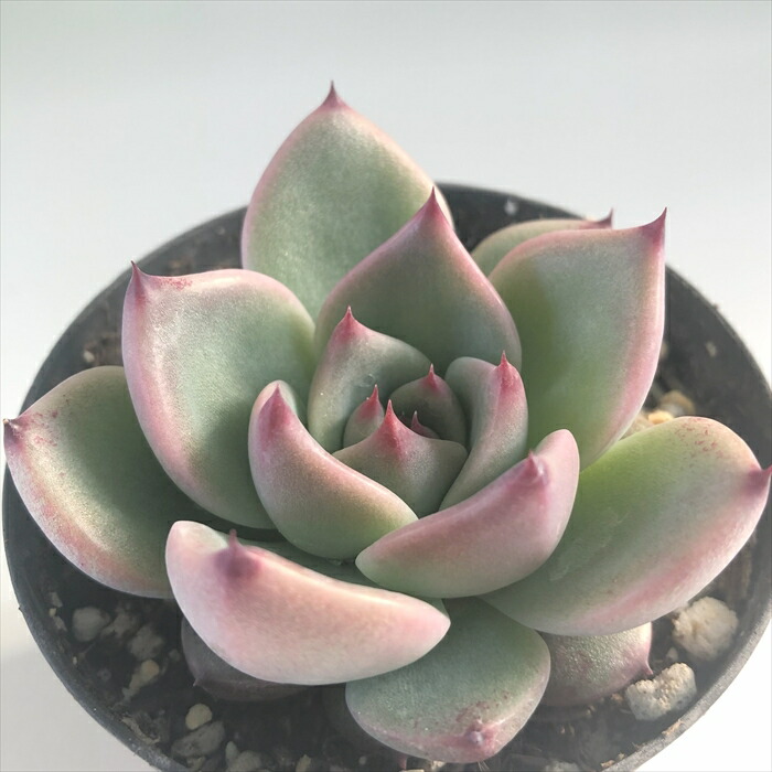 楽天市場】多肉植物 skエケベリア ケーレスコロラータリンゼアナ