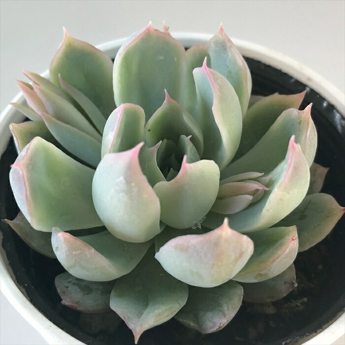 52.【札付き】セプテンバーモーン 錦玉園 多肉植物 エケベリア 52.【札付き】セプテンバーモーン 錦玉園 多肉植物 エケベリア 52.【札