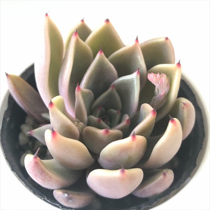 楽天市場】多肉植物 kthグラプトセダム 小桃いろは 品種登録出願