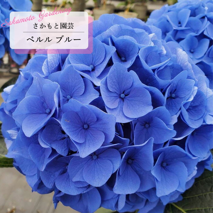 紫陽花　アジサイ　ケイコ　ブルー、ポージィブーケ　ノーブルⅡ　２鉢セット　花苗Ａ 楽天市場】【花終わり・花なし】アジサイ（紫陽花・あじさい