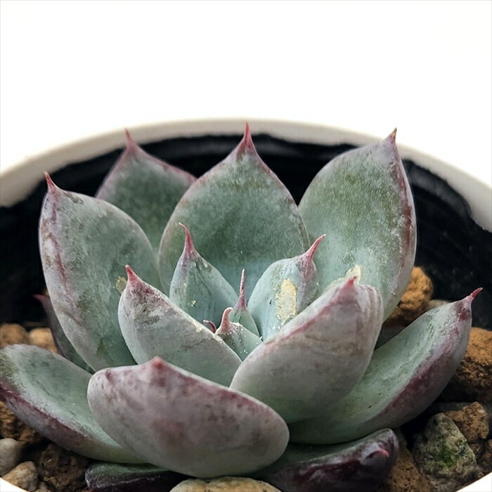 楽天市場】多肉植物 hmエケベリア ロウ 多肉植物 エケベリア 6cmポット