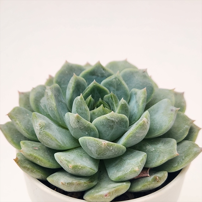 エケベリア・セダム tococo 楽天市場】多肉植物 O'sエケベリア La paz×プリドニスグリーン