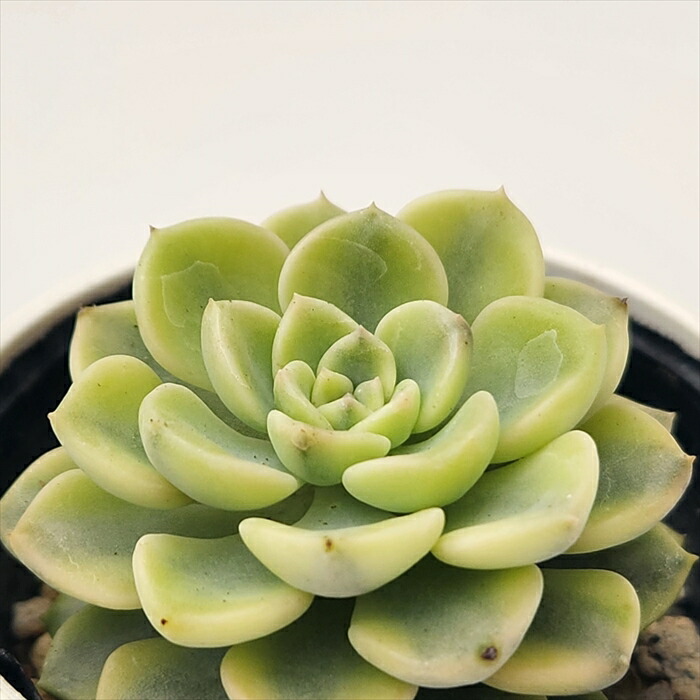 楽天市場】多肉植物 hmグラプトベリア ラウル錦 多肉植物