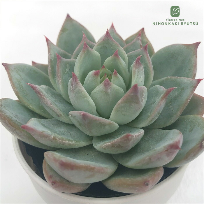 ホーリンぜ✕ケッセルリンギアナ♥️子株付き✨ ホーリンぜ✕ケッセルリンギアナ♥️子株付き✨