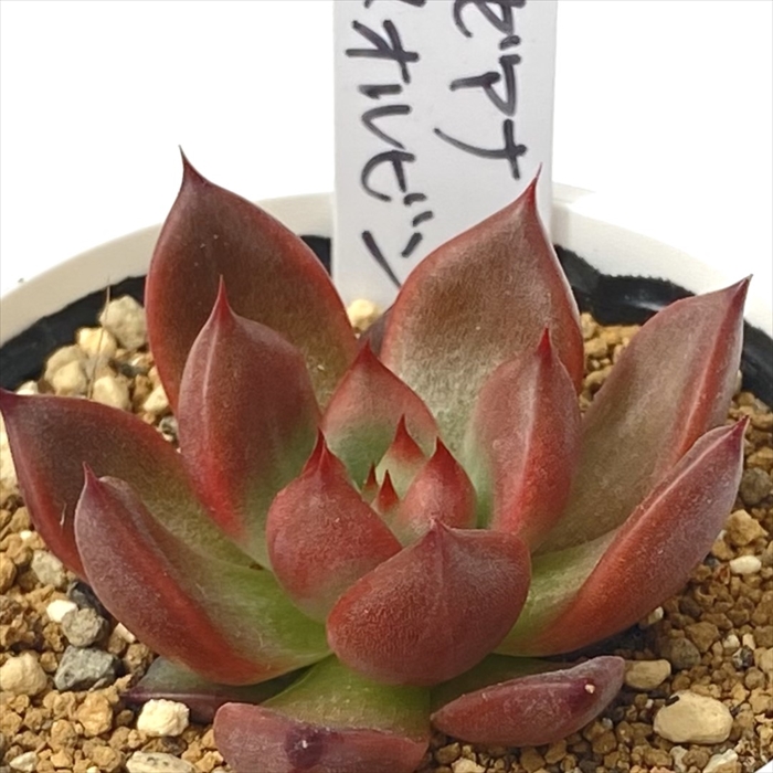 多肉植物 エケベリア 臼田リンゼアナ クローン Yahoo!オークション - 臼田リンゼアナ実生 子株 クローン 多肉植物