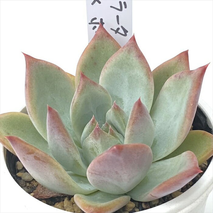 楽天市場】多肉植物 PKSFエケベリア リンゼアナ×臼田リンゼアナ