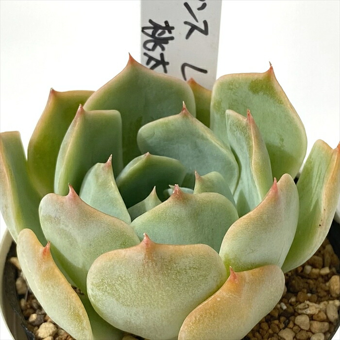 楽天市場】多肉植物 PKSFエケベリア リンゼアナ×臼田リンゼアナ