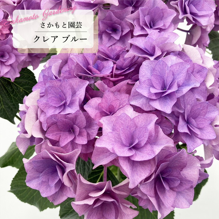 紫陽花さま専用 楽天市場】紫陽花 ガーデンアジサイ 【モダンタイムス】 5号