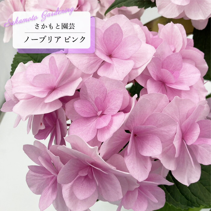 アジサイ苗 楽天市場】アジサイ ソフトピンク 7.5cmポット ハイドランジア 苗 花苗