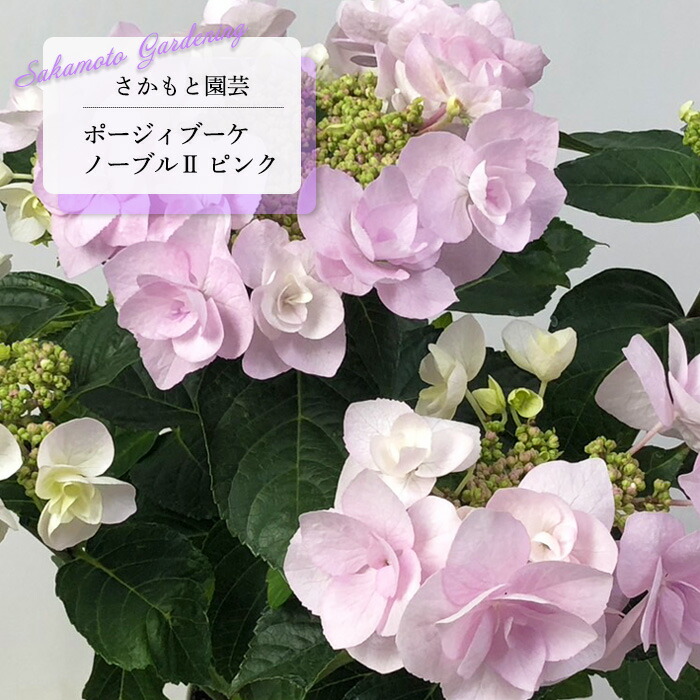 楽天市場】予約販売 アジサイ ポージィブーケ ノーブル2 ブルー