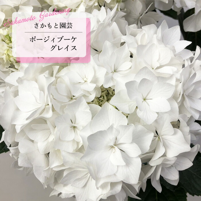 楽天市場】予約販売 アジサイ エレスノ 9cm〜10.5cmポット 登録