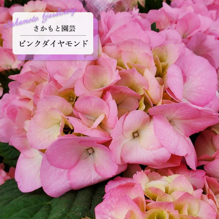 ジャンピング猫✰紫陽花✰4/19まで♡ TL199 482面紫陽花 - YouTube