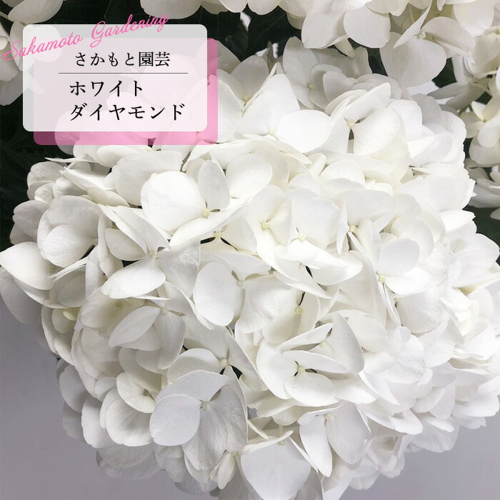 輸入アジサイ 苗 5種セット！② 楽天市場】あじさい5号の通販