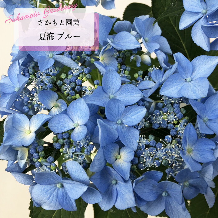 アジサイ shouzanen_10005466