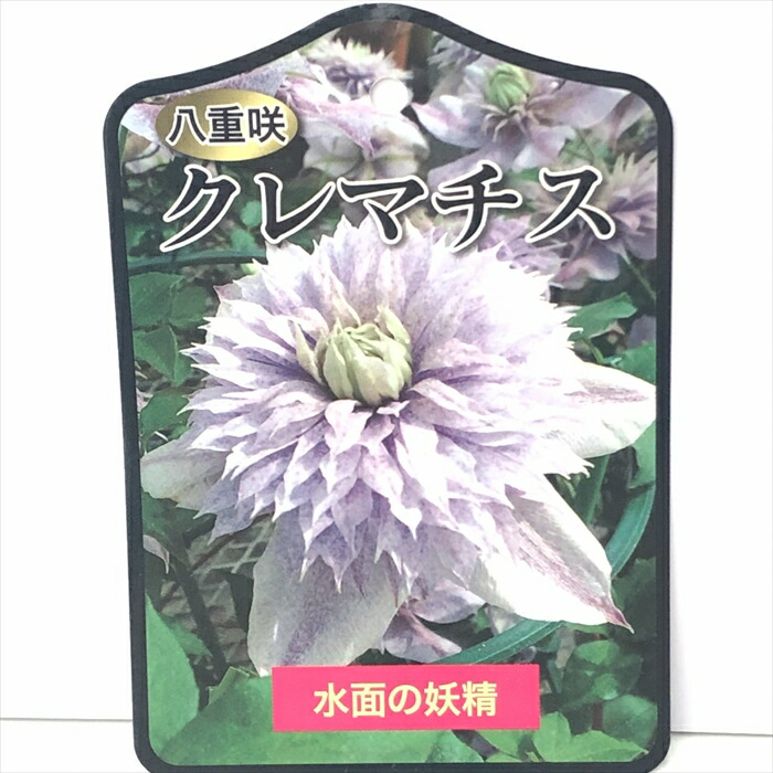 楽天市場】予約販売 クリスマスローズ ピンクニゲル 広瀬園芸 楽天市場】予約販売 クリスマスローズ ピンクニゲル 広瀬園芸