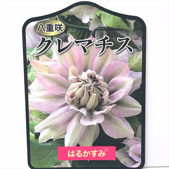 クレマチス　風の方位　フロリダ系 クレマチス専門ナーセリー 及川フラグリーン 風の方位