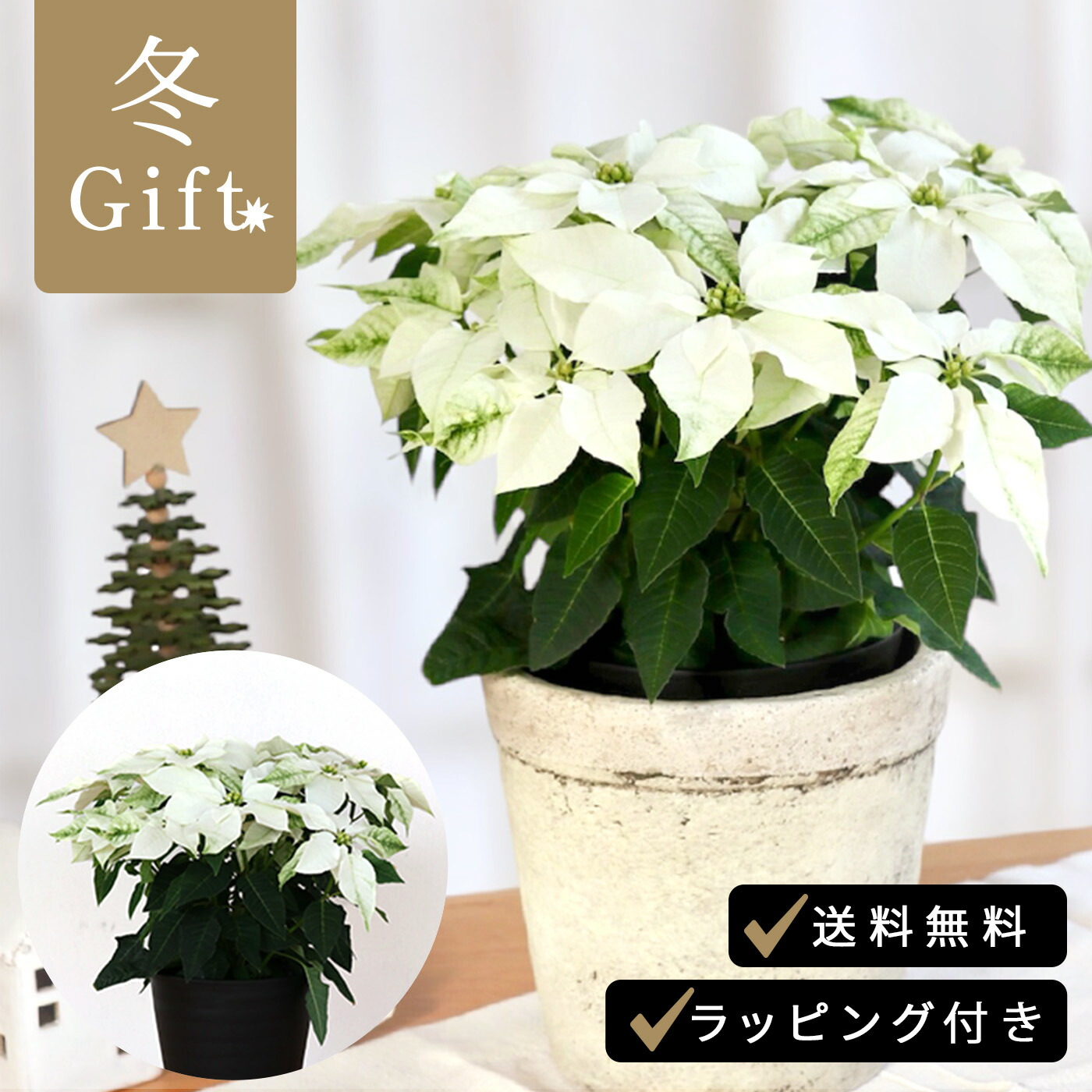 楽天市場】花 鉢花 プリンセチア 白 5号鉢 クリスマス お歳暮