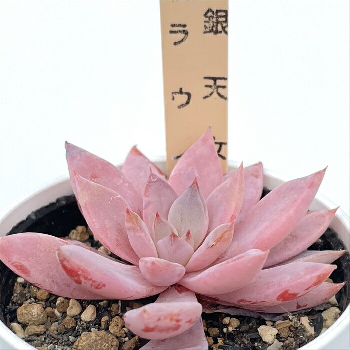 グレーとピンクの多肉植物*6 楽天市場】多肉植物 サボテンTAROグラプトベリア 銀天女