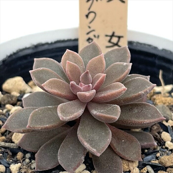 楽天市場】多肉植物 skエケベリア ハニー 多肉植物 エケベリア 楽天市場】多肉植物 skエケベリア ハニー 多肉植物 エケベリア