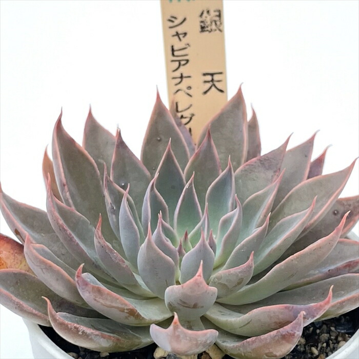 多肉植物　エケベリア　中里リンゼアナxホリコロ　SSSさん苗 hikone_botanical_camp nicori＋O'sブースにて抽選苗のお知らせです