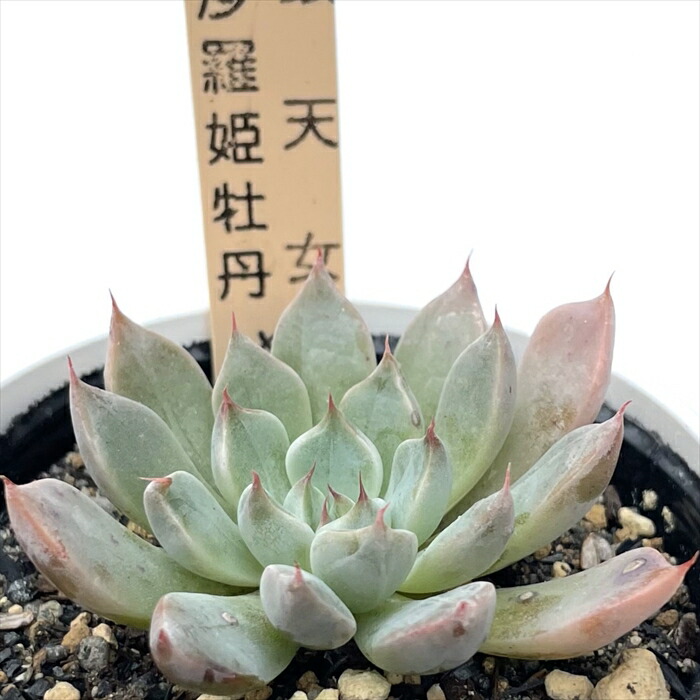 楽天市場】多肉植物 サボテンTAROグラプトベリア 銀天女×スプリング