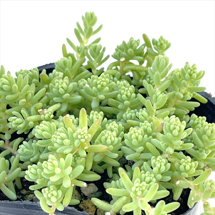 楽天市場】多肉植物 seセダム ヒスパニカム プルプレア 9cmポット 多肉