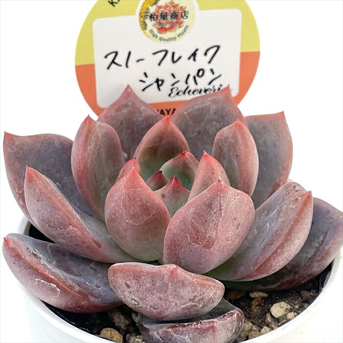セール！多肉☆エケベリア・７種 楽天市場】多肉植物 skエケベリア 大和錦 多肉植物 エケベリア