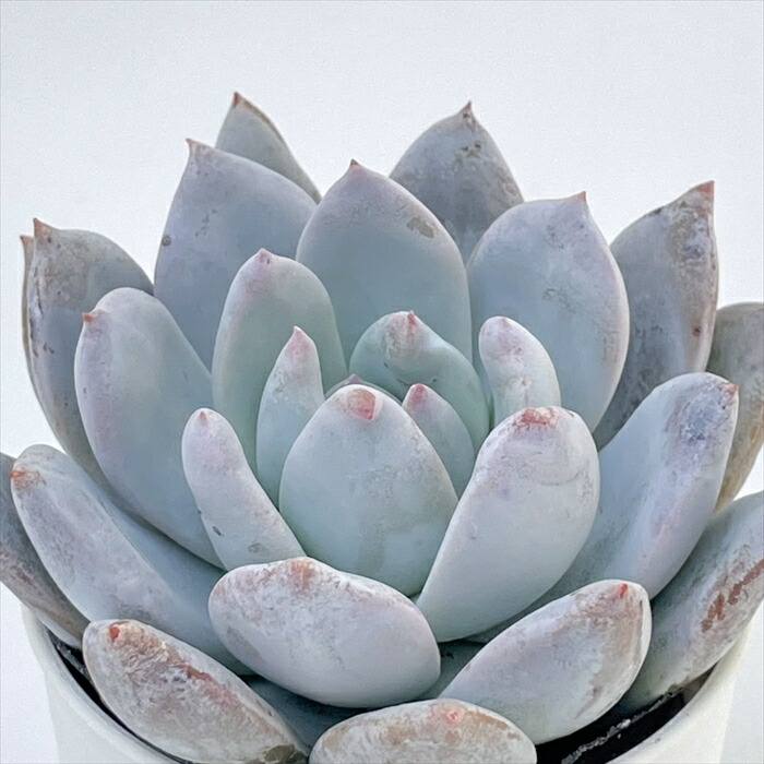 楽天市場】多肉植物 hmエケベリア ラズアガ 多肉植物 エケベリア