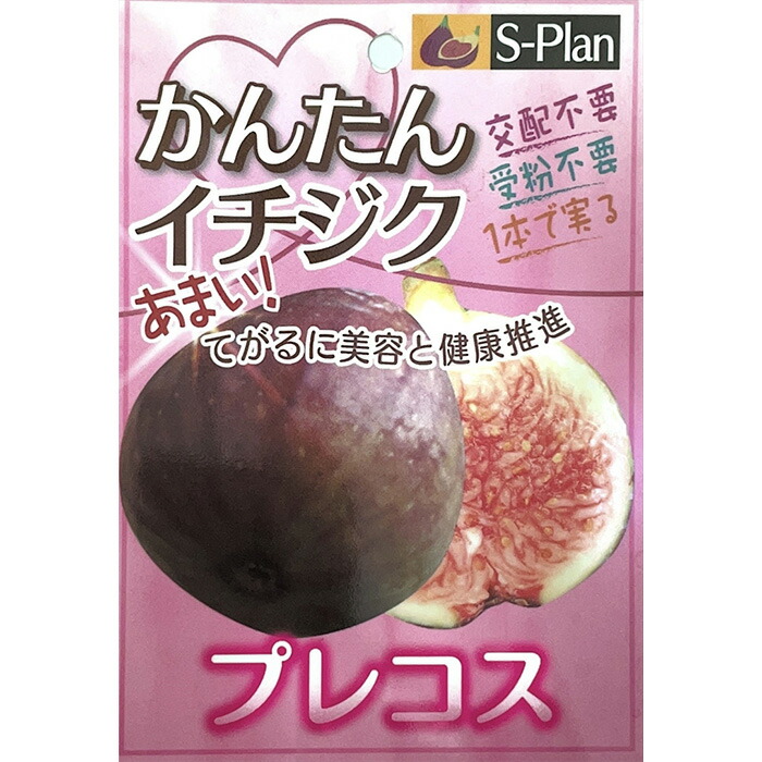 楽天市場】いちじく 苗 ビオレットドアルジェンテイル 13.5cmポット 送料無料 イチジク 無花果 一熟 苗木 果樹苗 mri : フラワーネット  日本花キ流通