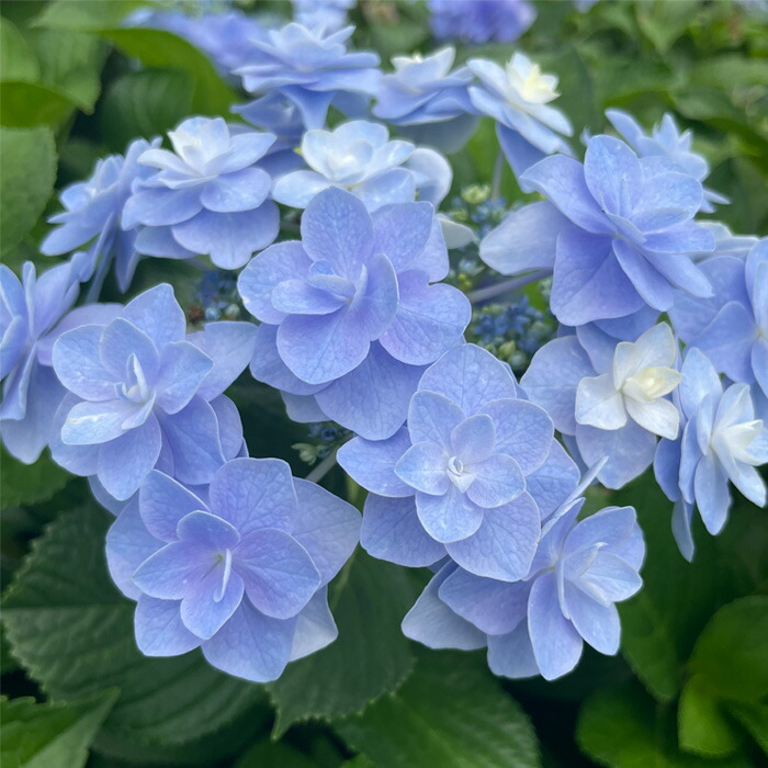 楽天市場】予約販売 アジサイ おはよう 9cmポット 加茂 KAMO