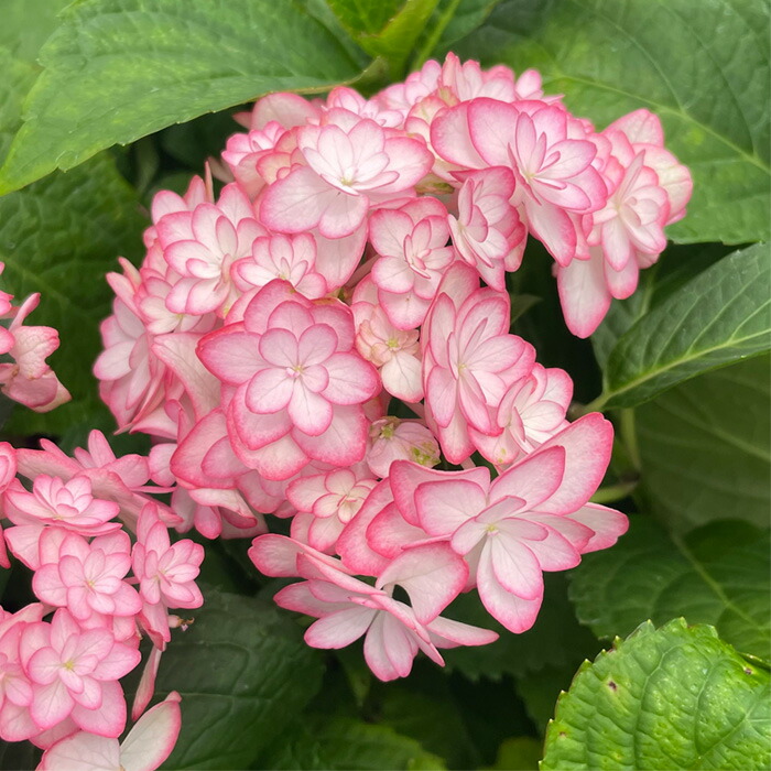 楽天市場】アジサイ ノクターン 7.5cmポット 加茂 KAMOセレクション