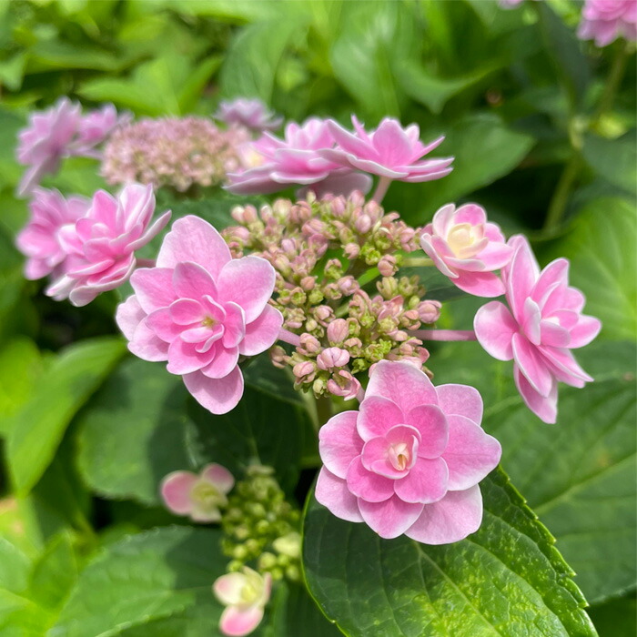 楽天市場】予約販売 アジサイ 雪だるま 9cmポット 加茂 KAMO