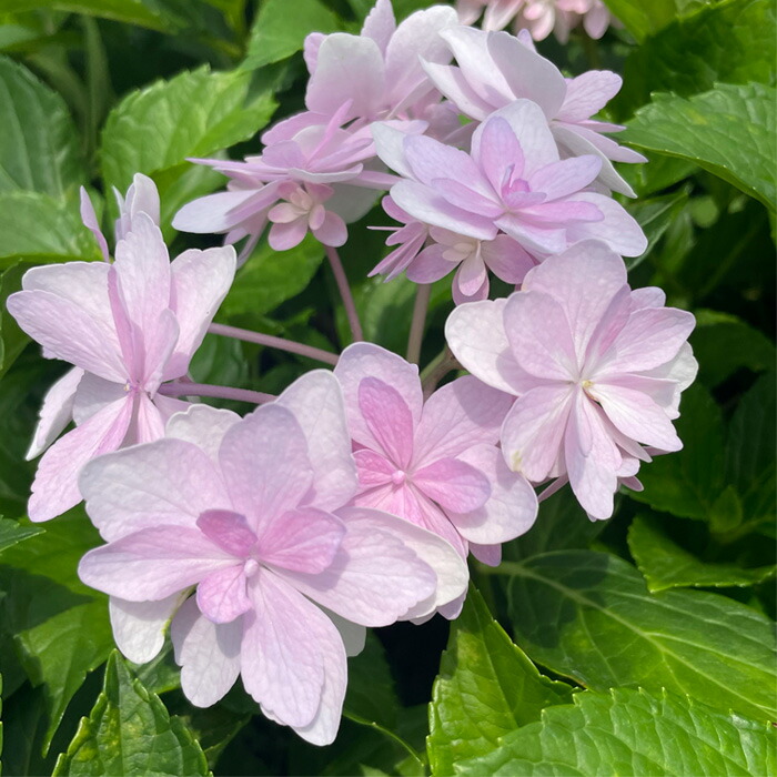 楽天市場】アジサイ 藍染め 7.5cmポット 加茂 KAMOセレクション