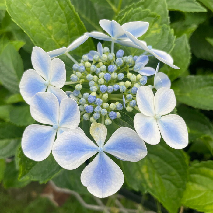 楽天市場】アジサイ 水凪鳥 7.5cmポット みずなぎどり 加茂 KAMO